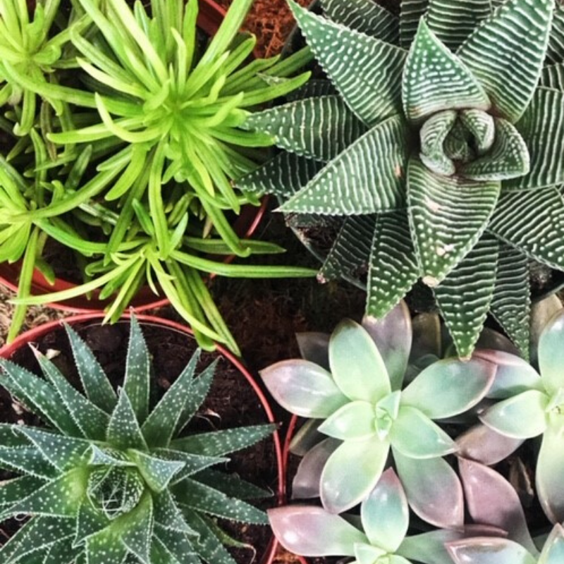 Our Greenery Flora & More