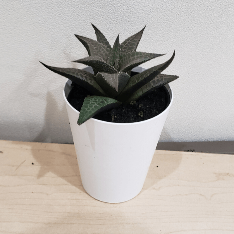 Our Greenery Flora & More