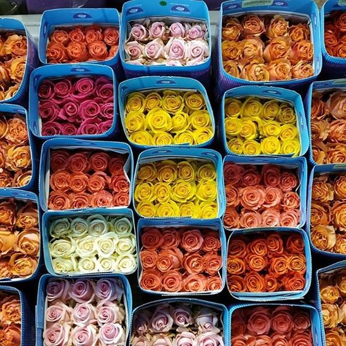 Rose, Assorted PremiumEcuadorian (free shipping) Florabundance Wholesale Flowers