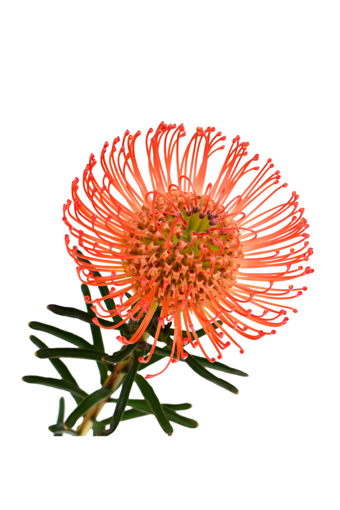 PROTEA, PINCUSHION (BY STEM) Flora Fresh