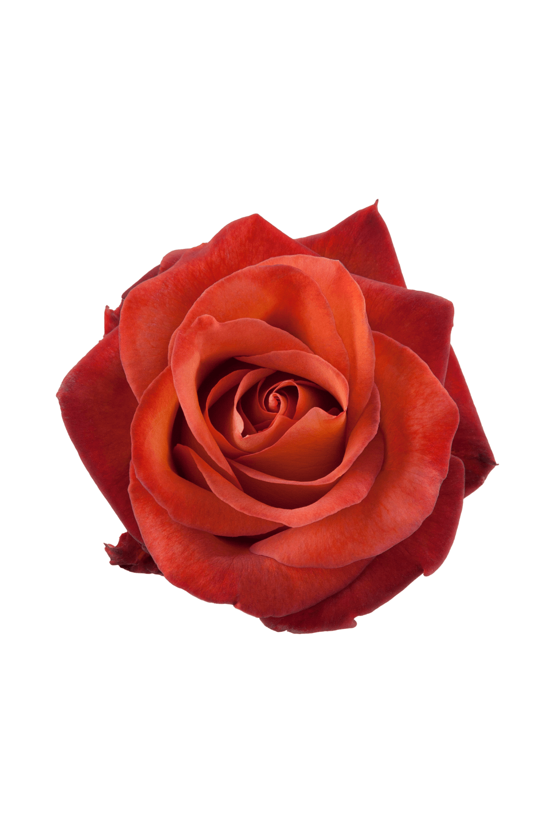 ROSE, 60CM TERRACOTTA, COFFEE BREAK Flora Fresh