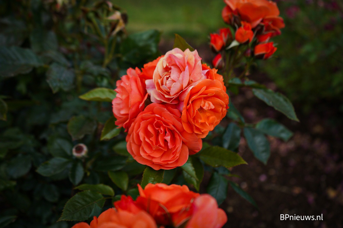 US (CA): Kennedy’s Flowers featured in 2026 Rose Bowl Parade float