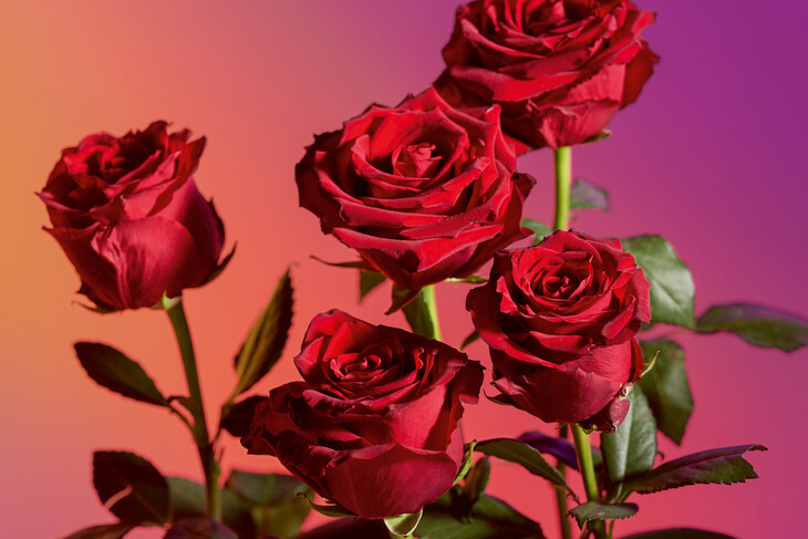 Waitrose launch two wrapfree bouquets for Valentine’s Day