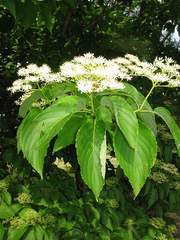 Cornus macrophylla Cornouiller à grandes feuilles Florama