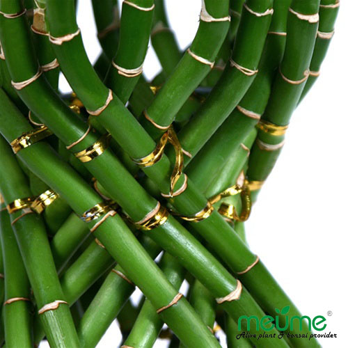 Popular Aquatic plants Lucky bamboo