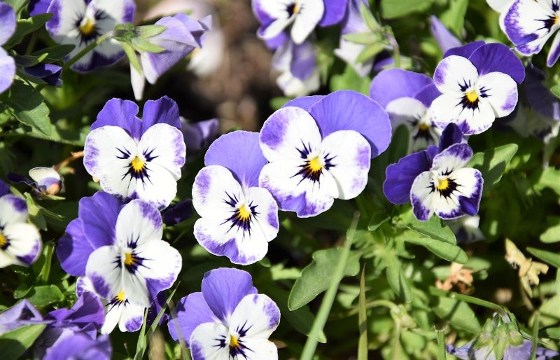 Viola Qué es, características, tipos, cuidados, cultivo