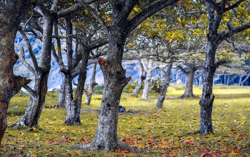 Plantas leñosas Qué son, caracteríticas, clasificación
