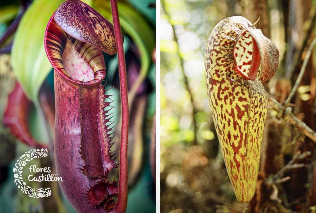 Características y cuidados de las plantas carnívoras Flores Castillón