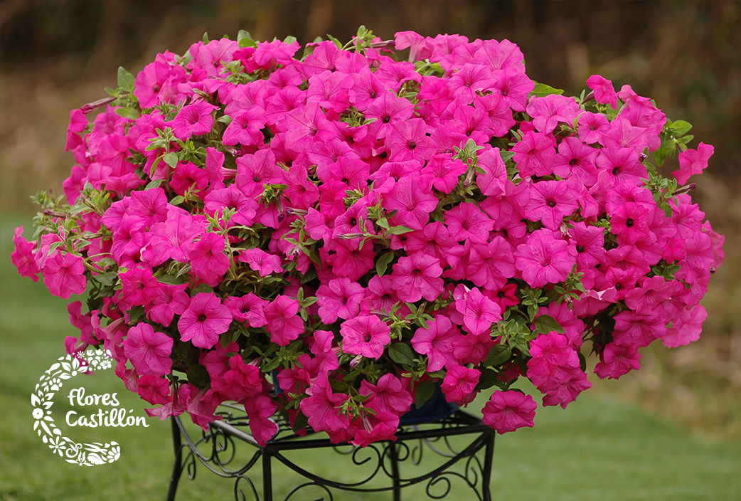 Llena de color tu jardín con las plantas que florecen en