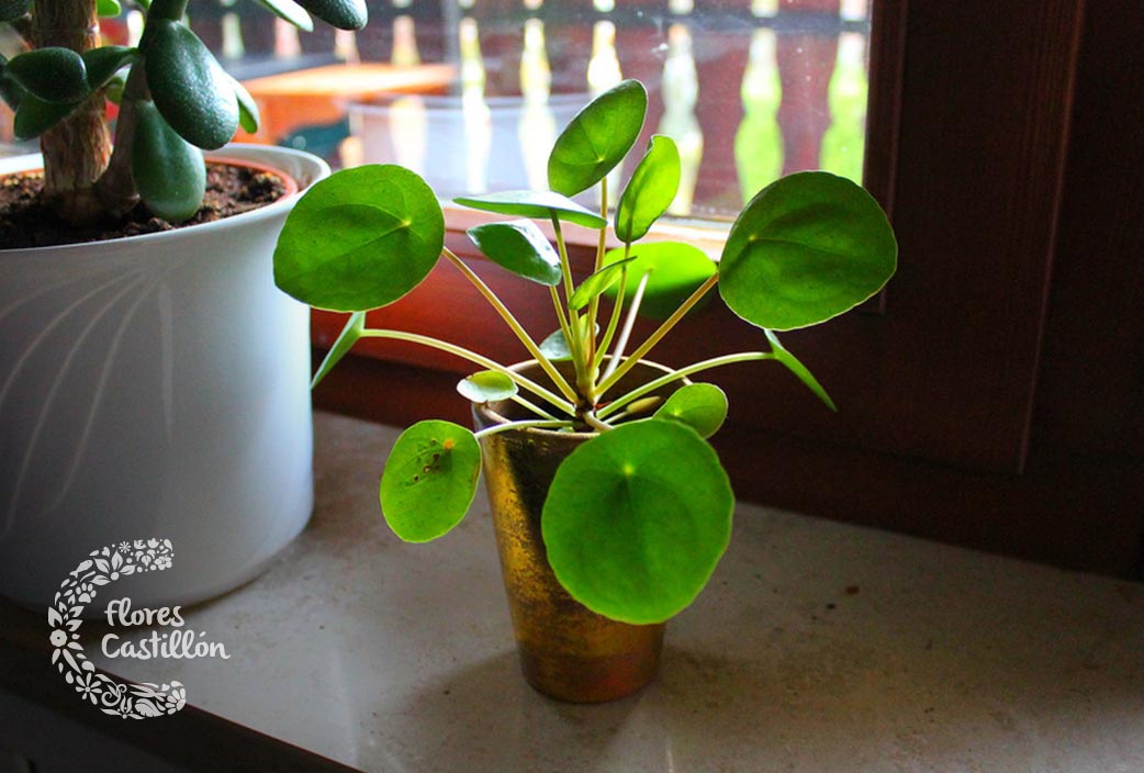 Conoce los cuidados de la Pilea o planta china del dinero Flores