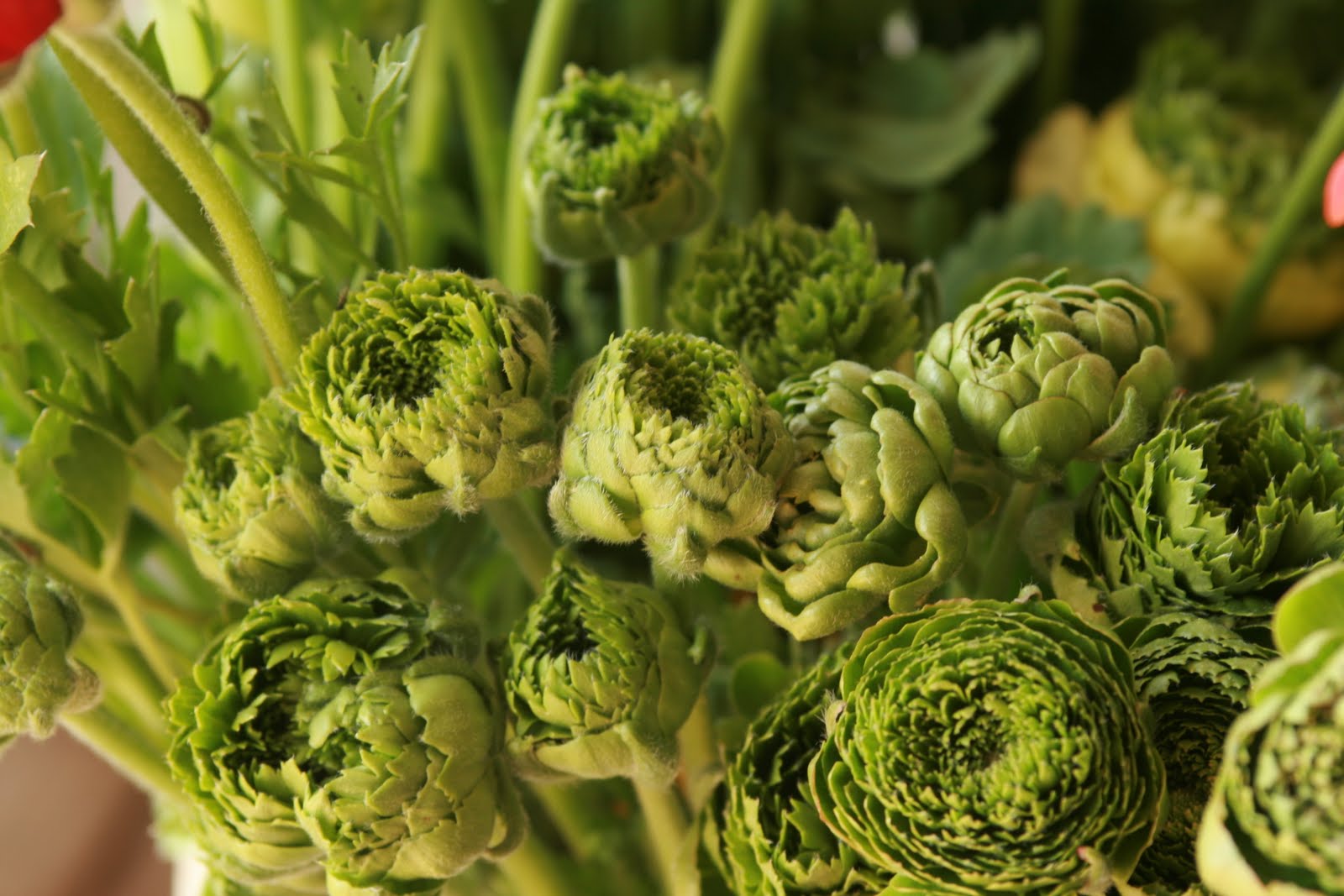 More Green Ranunc's ) Floret Flowers