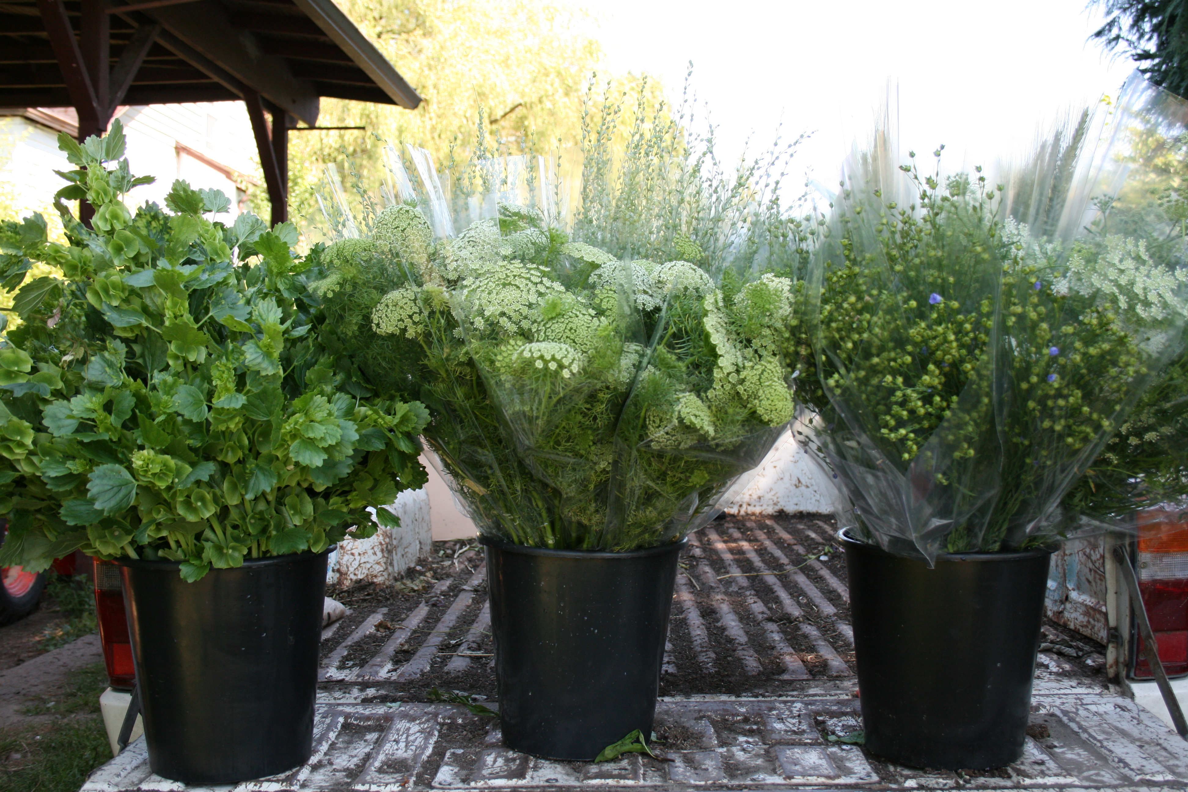 FLOWER FOCUS Favorite foliages and fillers Floret Flowers