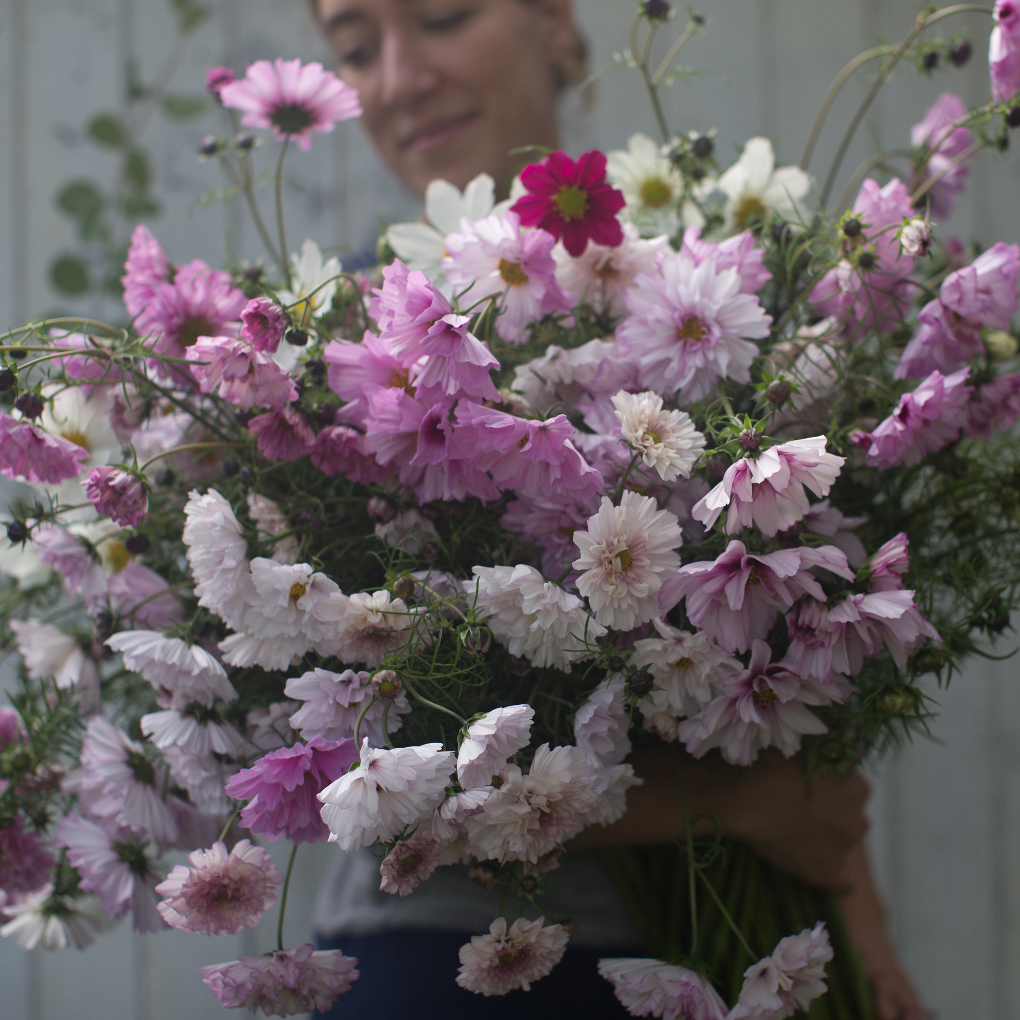 Cosmos Double Click Mix Floret Flowers
