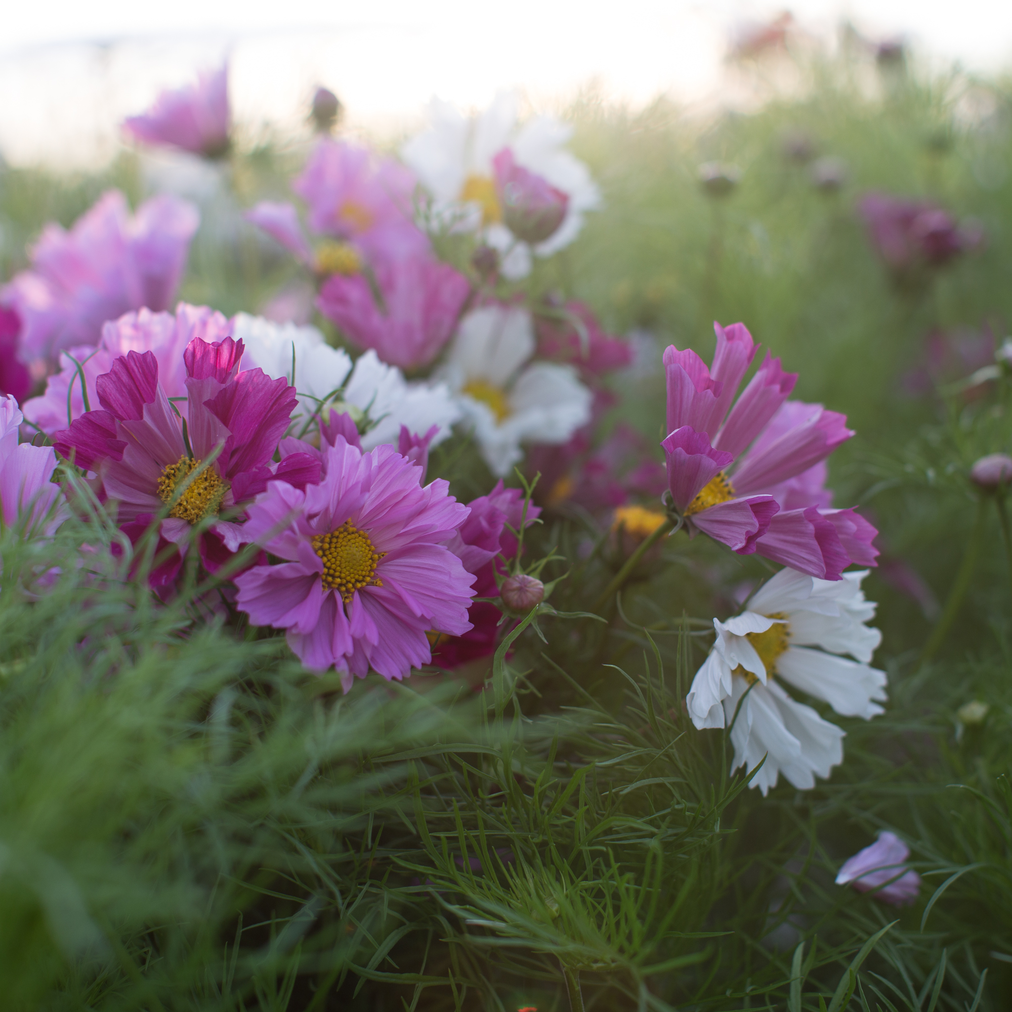 Cosmos Seashells Mix Floret Flowers