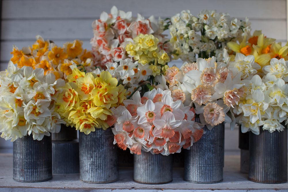 How to Grow Specialty Narcissus Floret Flowers