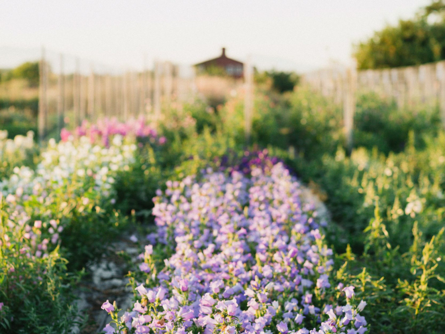 Online Floret Flowers