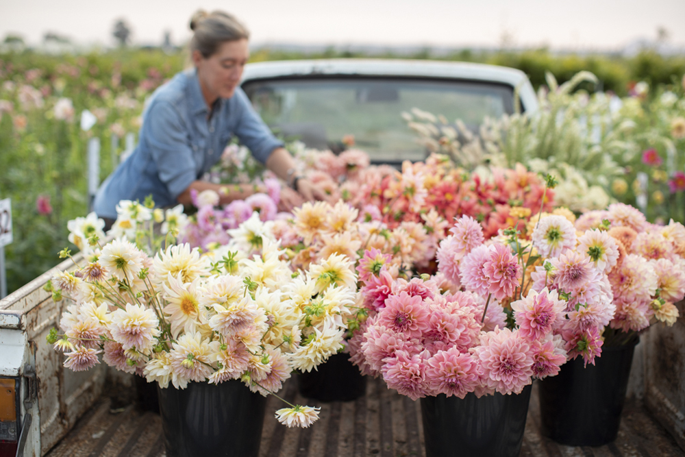 Floret Flowers We are a small family farm in Washington's Skagit Valley