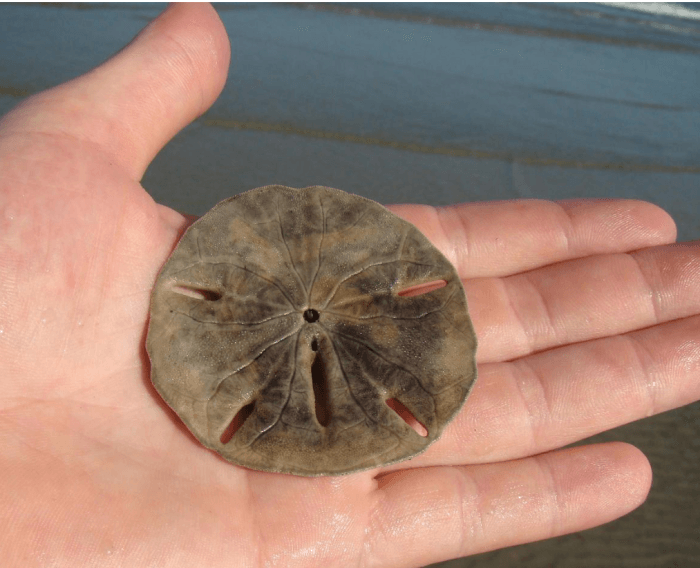 Best Beaches to Find Sand Dollars in Florida