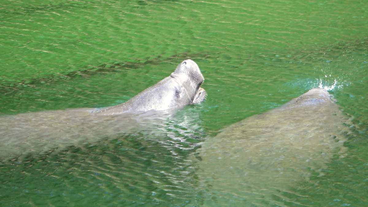 Manatees Sanfte Giganten des Wassers 38 Fakten über Seekühe in Florida Florida Guide