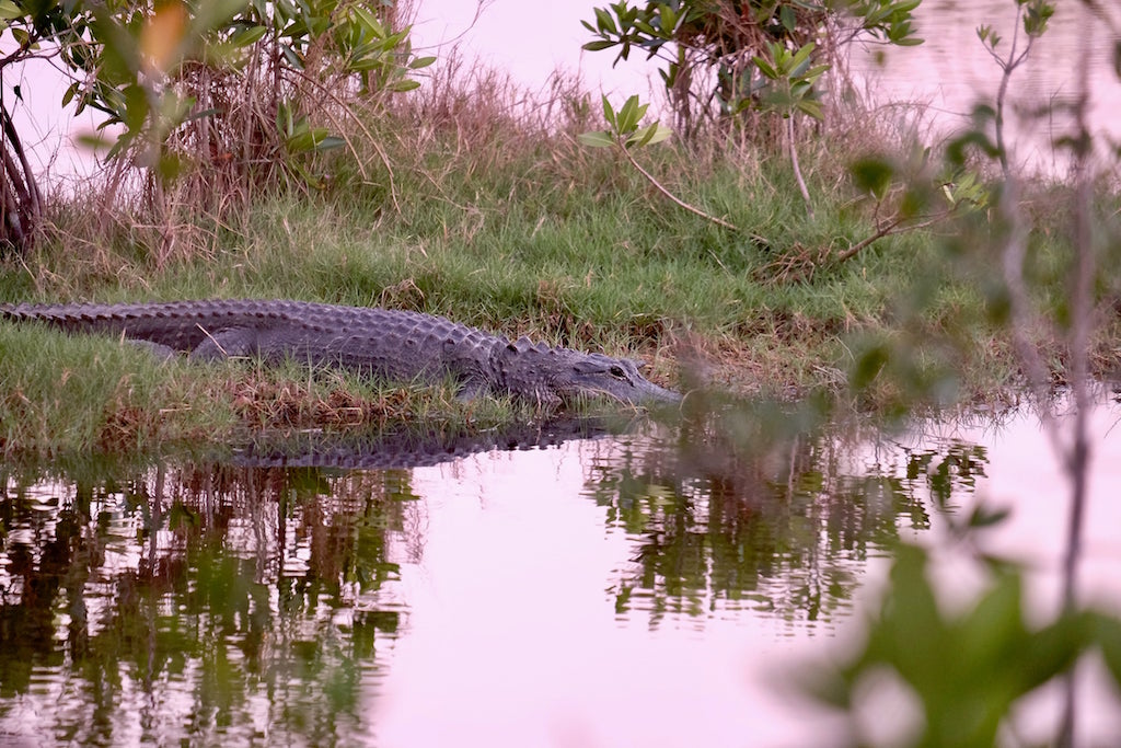 The Best Places To See Alligators In Florida The Florida Guidebook
