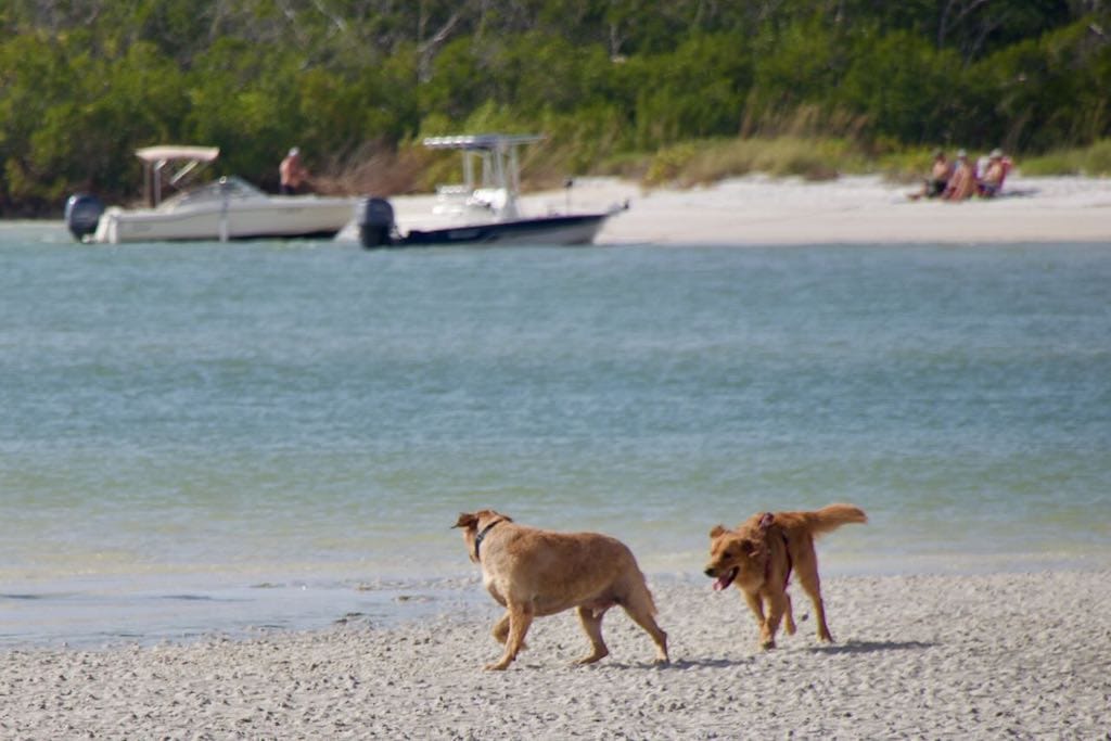 Which Beaches Allow Dogs In Florida