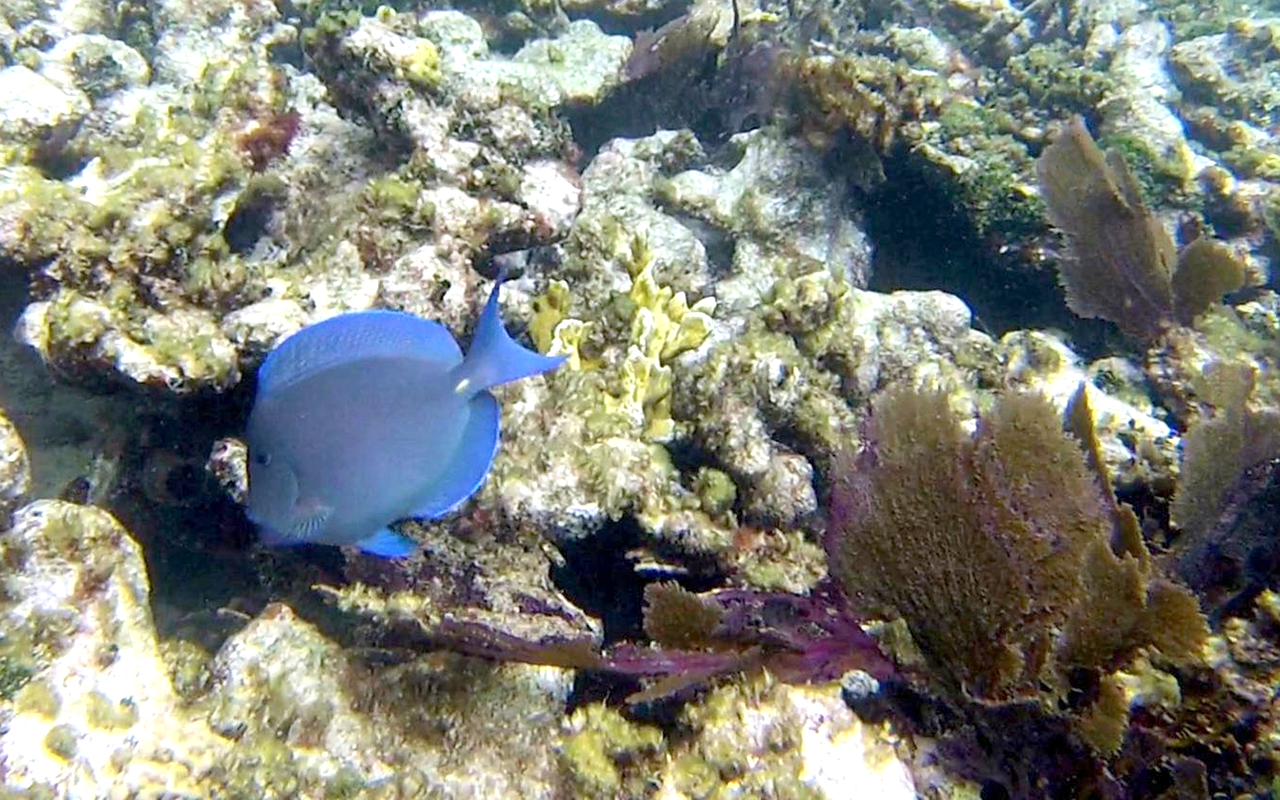 Scuba Diving Key Largo A Guide to Grecian Rocks