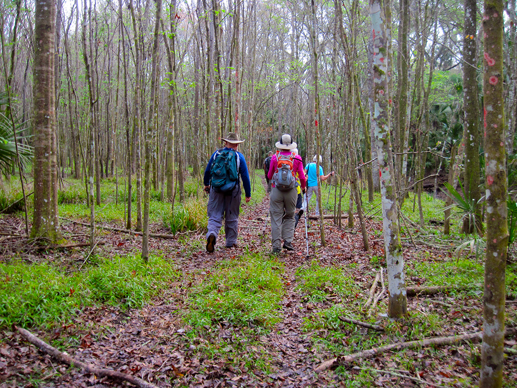 Hiking Tampa’s Oak Ridge Florida Hikes!