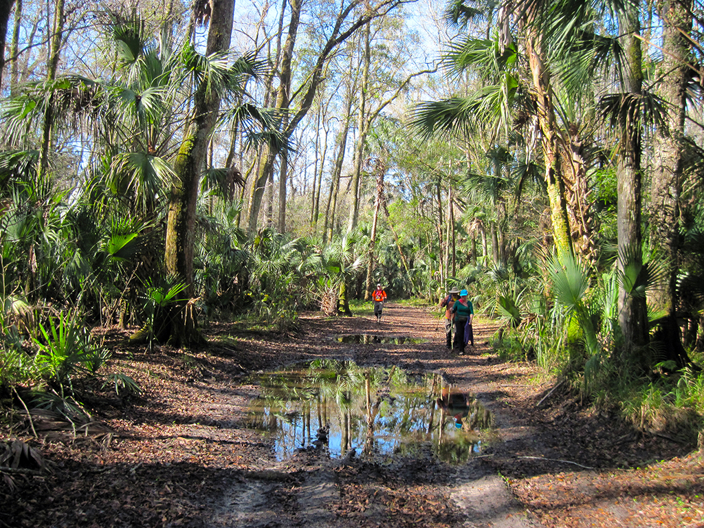 Hiking Tampa’s Oak Ridge Florida Hikes!