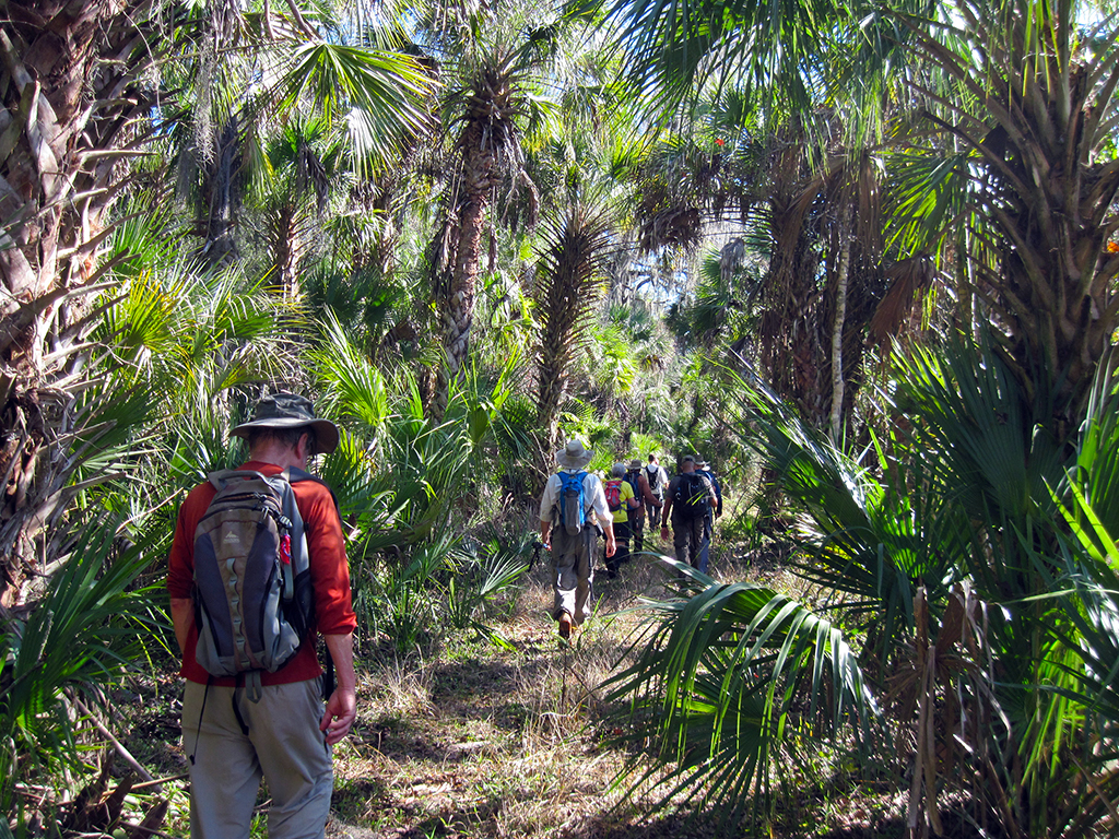 Hiking Tampa’s Oak Ridge Florida Hikes!