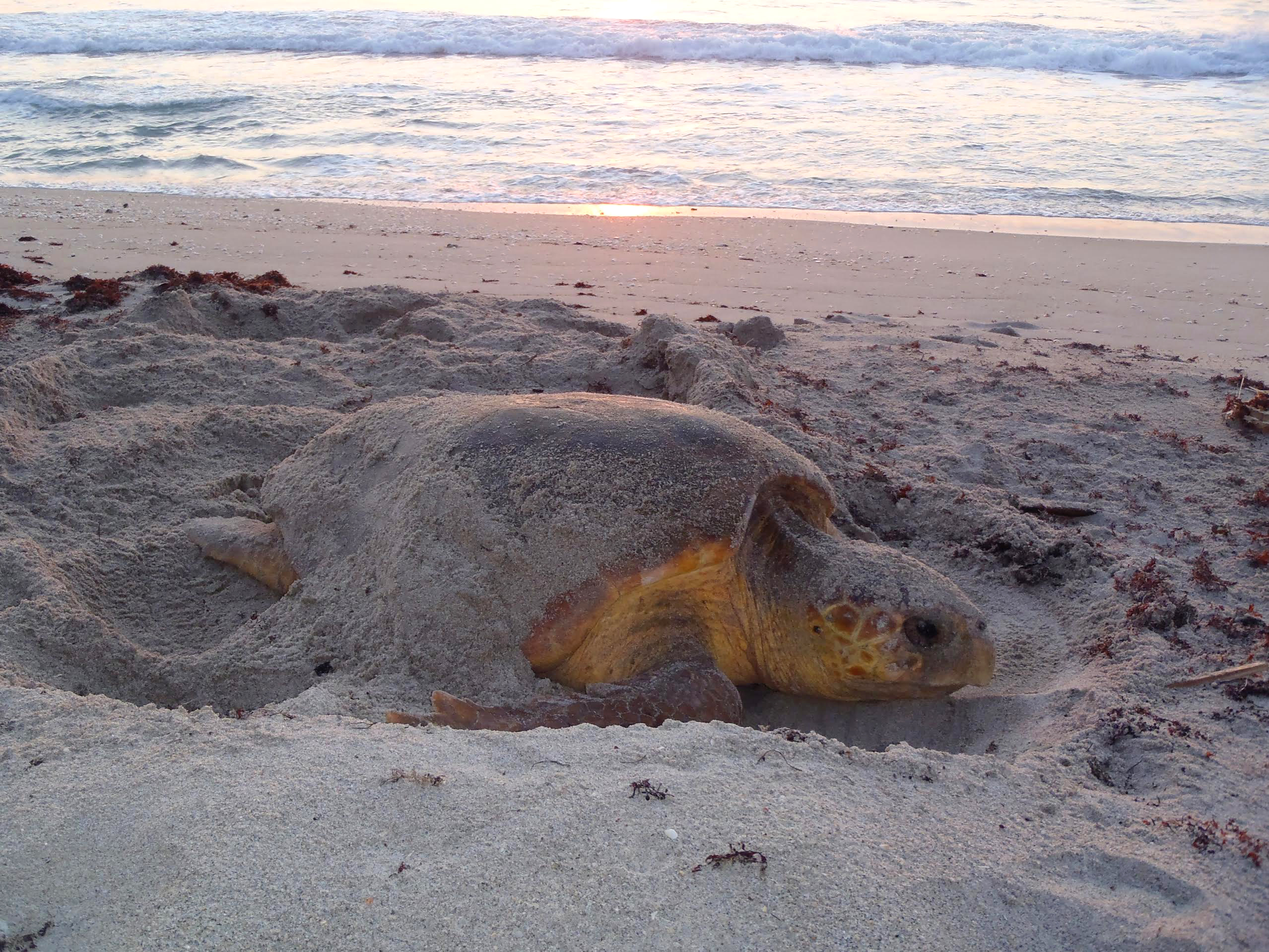 Florida Oceanographic Society Sea Turtle Nesting Season