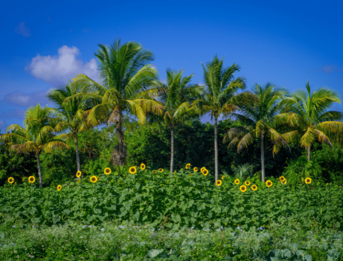 Homestead, FL Probate Process for Residents & NonResidents