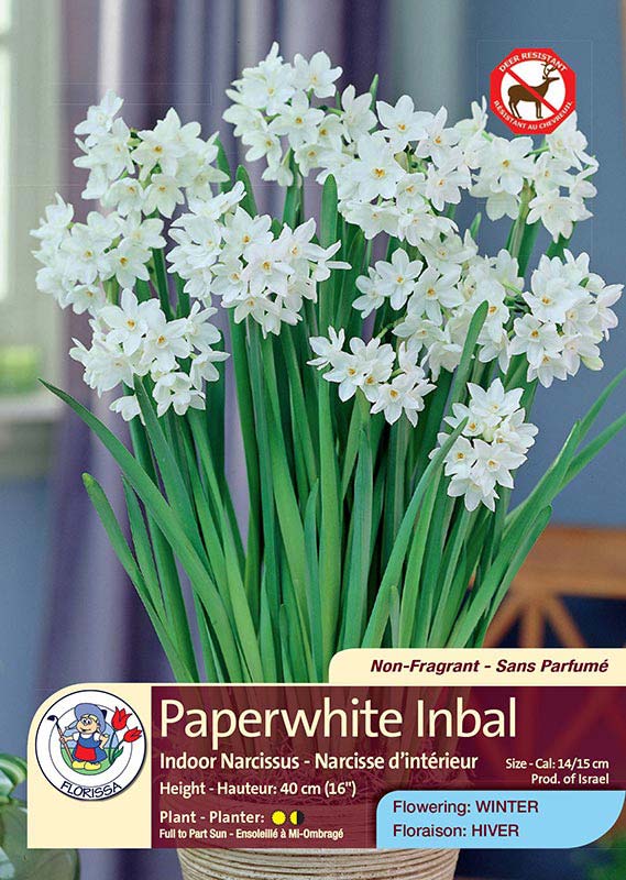 Pretty Paperwhite Flowers Florissa Flowers, Roses, Fruits & More