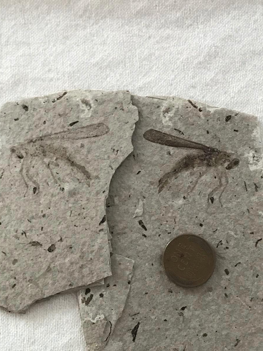 Best Place to Find Fossils Near Colorado Springs Unlimited Hunting