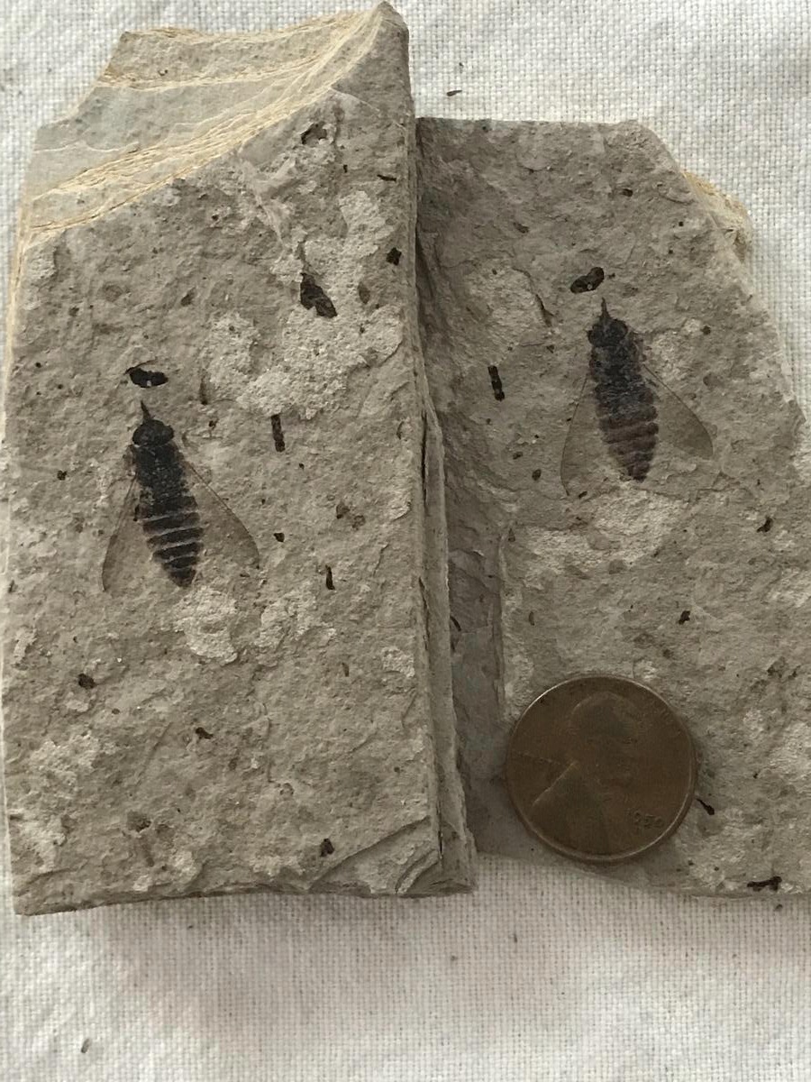 Best Place to Find Fossils Near Colorado Springs Unlimited Hunting