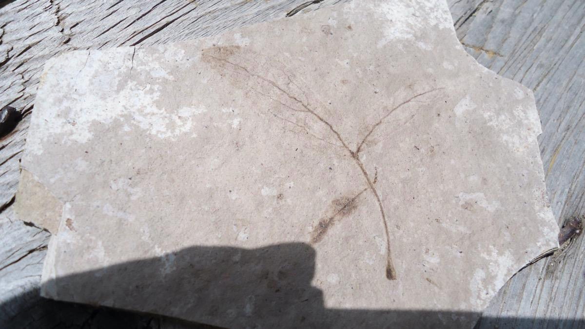 Best Place to Find Fossils Near Colorado Springs Unlimited Hunting