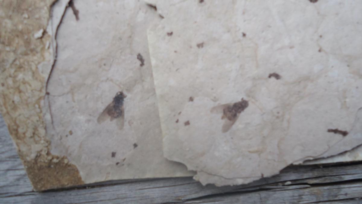 Best Place to Find Fossils Near Colorado Springs Unlimited Hunting