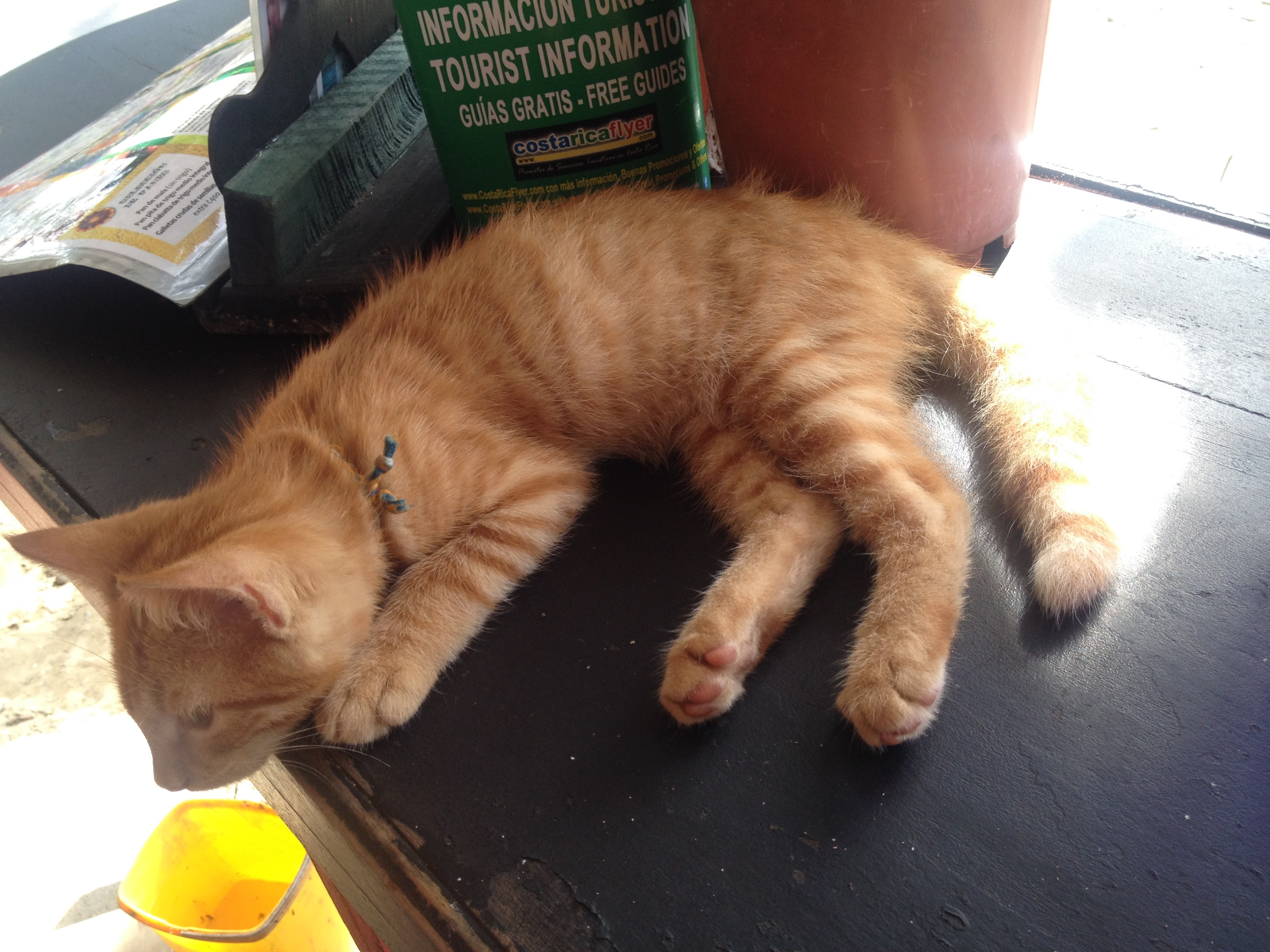 A thousand times an ant colony of fifty times a cat Francis Irving