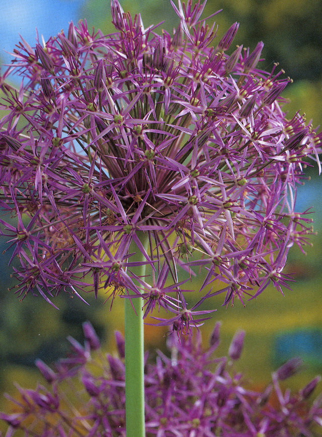 Purple balls of Allium Flower Bulb Crazy