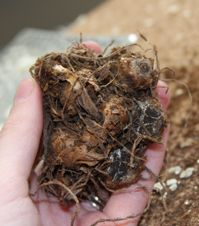 Flower Bulb Crazy Part 6