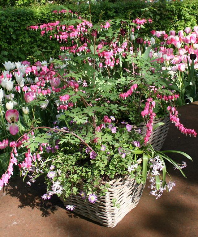 Why order flower bulbs or bare roots online? Flower Bulb Crazy