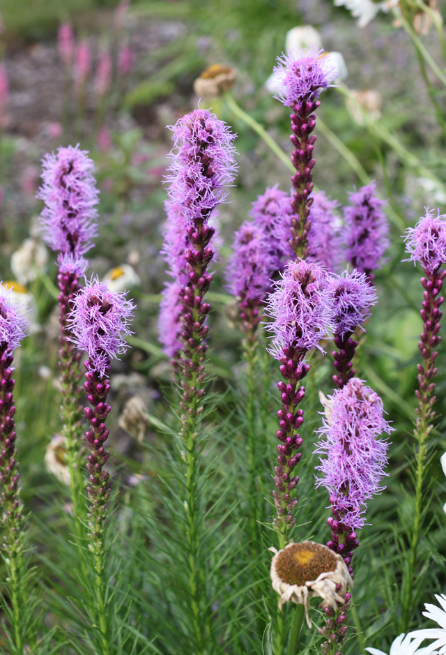 Dividing Perennials and Flower Bulbs Flower Bulb Crazy