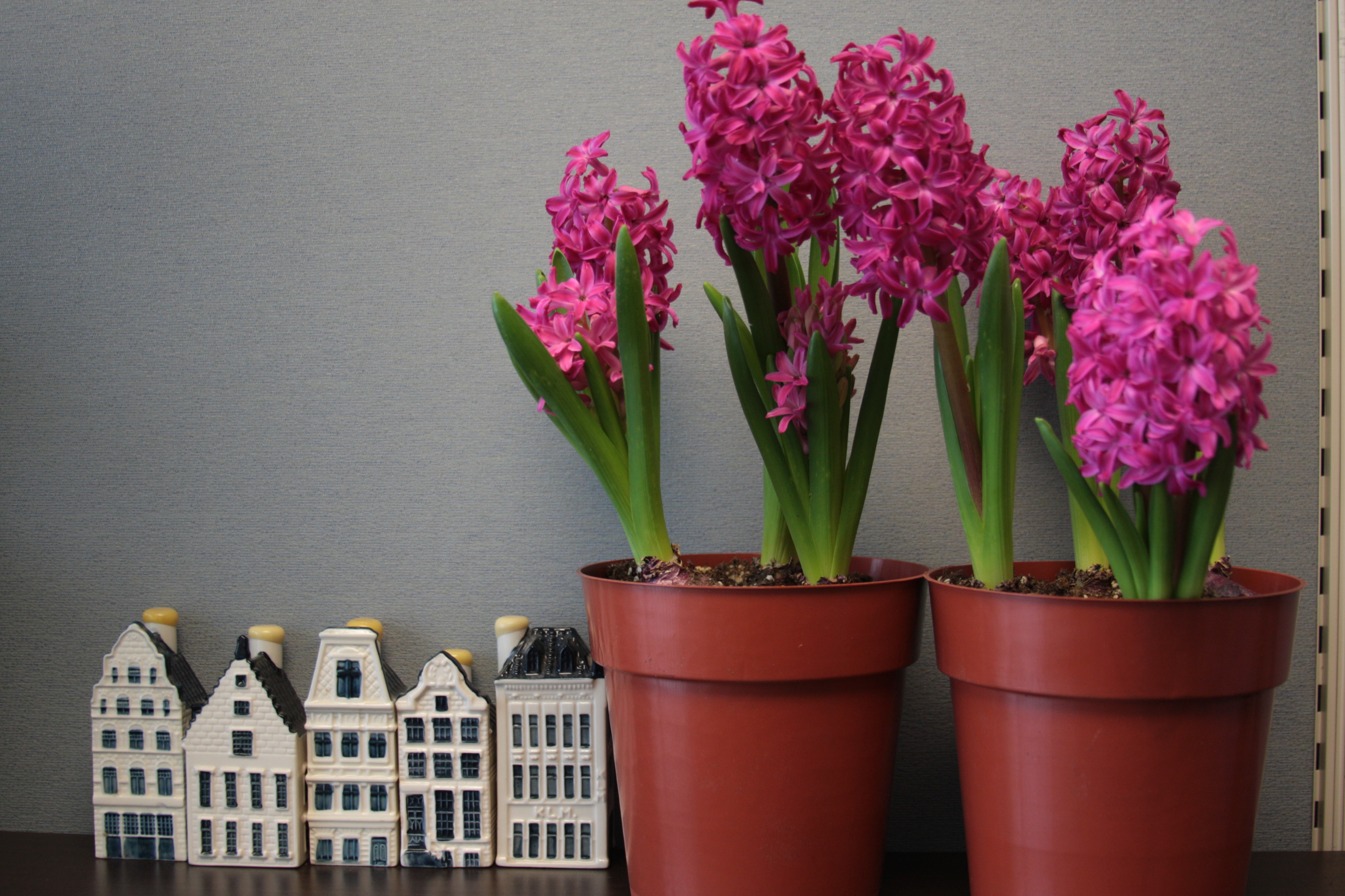 Winter Can Be Dreary for Gardeners Flower Bulb Crazy