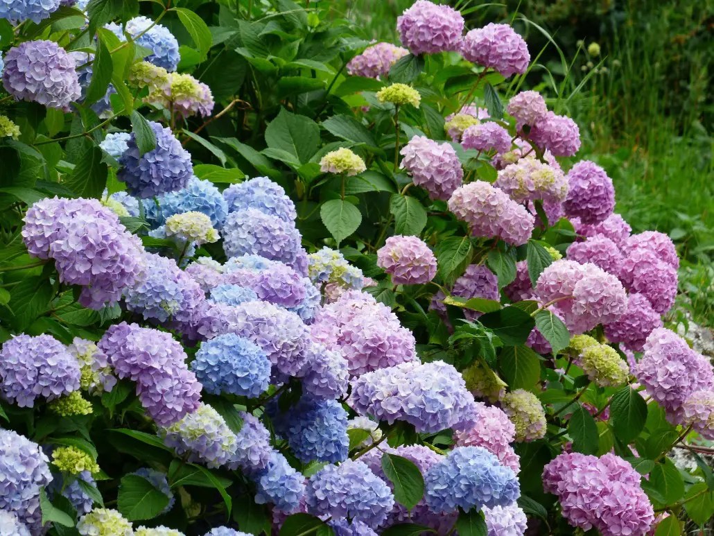 Dwarf bushes, also called shrubs, are those that typically grow to a height of anywhere from 6 inches to 3 feet tall. Zone 5 6 Flowering Shrubs