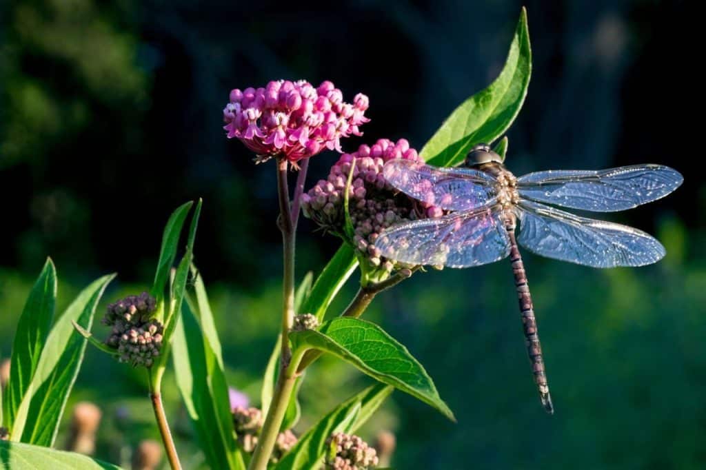 42+ Plants That Attract Flies flower Gardens 3
