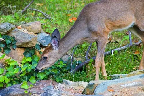 Top 10 Best Deer Resistant Plants