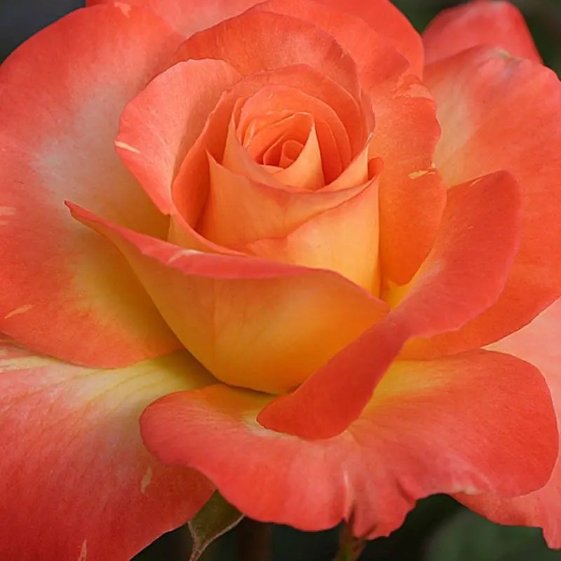 Roses Named For Famous People