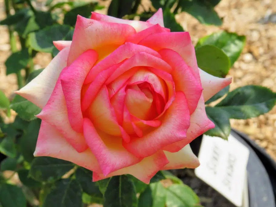 Lake Geneva Area Gardens