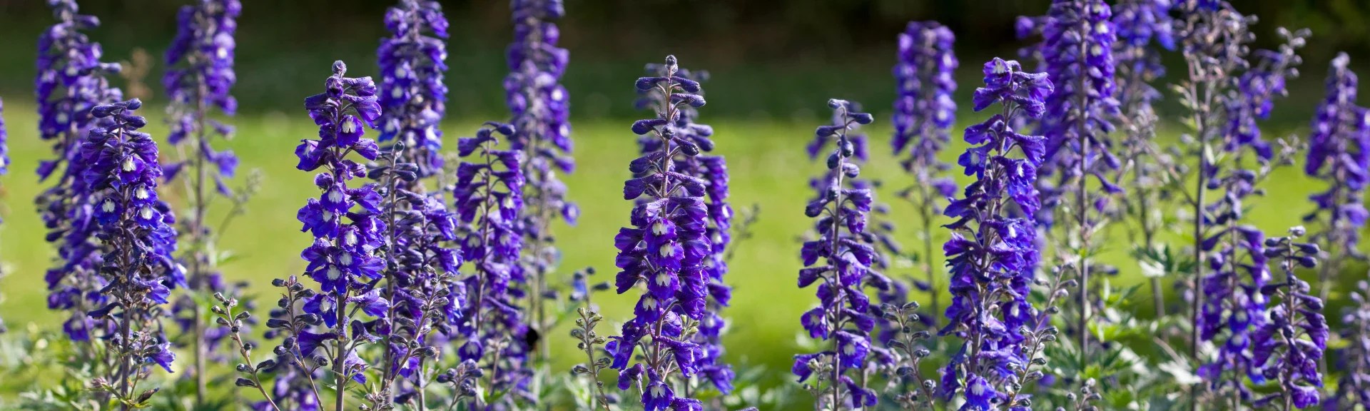 Flower of the Month July Larkspur