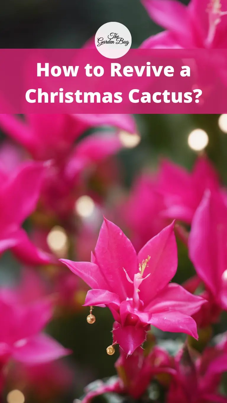 How to Revive a Christmas Cactus? Flower Garden Pictures