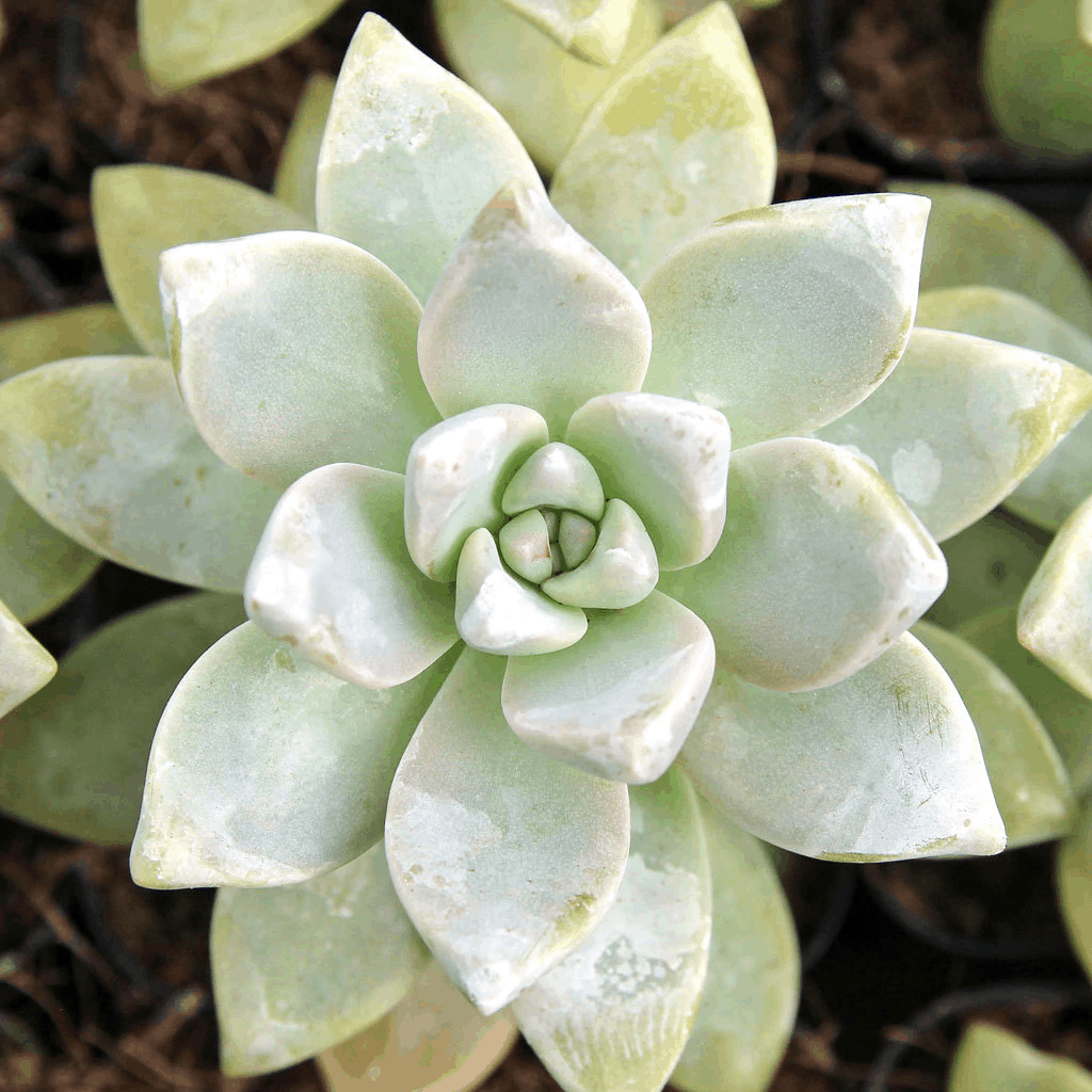 44 Types of Succulents with Pictures Succulent Plants
